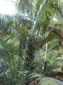 ArengaObtusifolia02.jpg