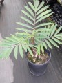 ArengaObtusifolia01.jpg