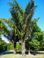 Arenga Pinnata