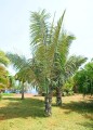 ArengaPinnata04.jpg