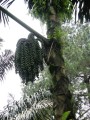 ArengaPinnata05.jpg