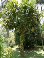 Borassodendron Machadonis