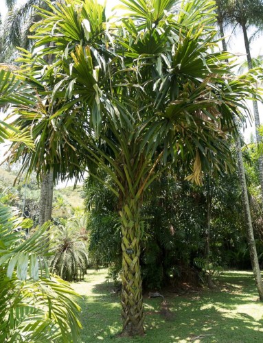 BorassodendronMachadonis03.jpg
