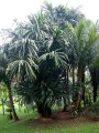 BorassodendronMachadonis01.jpg