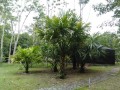 BorassodendronMachadonis05.jpg