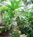 BorassodendronMachadonis02.jpg