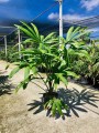 BorassodendronMachadonis04.jpg