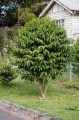 CoffeaArabicaHimalaya03.jpg