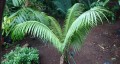 CycasSimplicipinna01.jpg