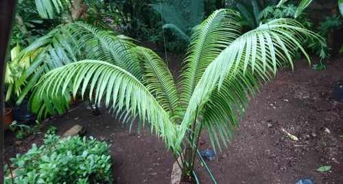 CycasSimplicipinna01.jpg