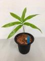 CycasSimplicipinna02.jpg