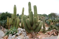 Echinopsis Atacamensis
