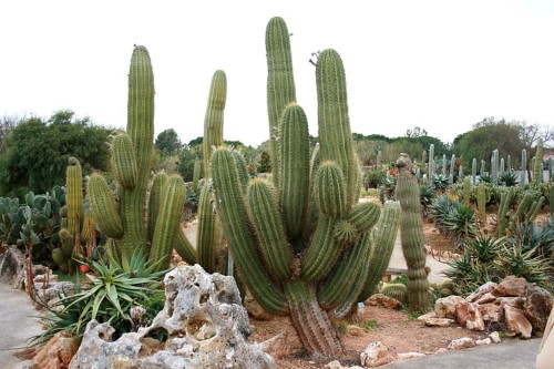 EchinopsisAtacamensis05.jpg