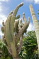 EchinopsisAtacamensis02.jpg