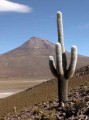 EchinopsisAtacamensis03.jpg