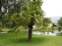 Livistona Chinensis