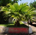 LivistonaChinensis02.jpg