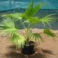 LivistonaChinensis05.jpg