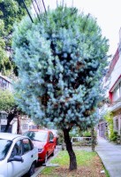 Pinus Maximartinezii