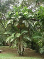 Ptychosperma Macarthurii