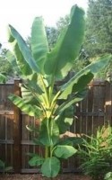 Musa Balbisiana Gigantea