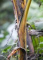 musa-ochracea-2_0_1_380x760_38f67.jpg