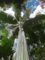 Musa Ingens