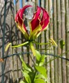 GloriosaCarsonii04.jpg