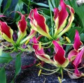 GloriosaCarsonii02.jpg
