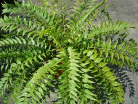 Zamia Fischeri
