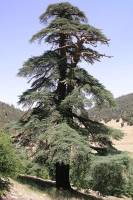 Cedrus Atlantica 