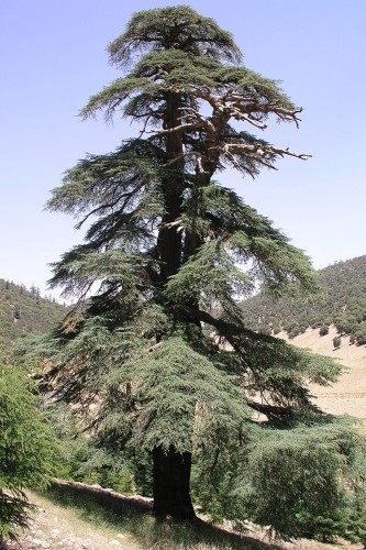 CedrusAtlantica05.jpg