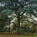 CedrusAtlantica04.jpg