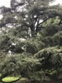 CedrusAtlantica01.jpg