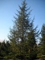 CedrusAtlantica03.jpg
