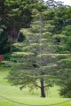 CedrusAtlantica02.jpg