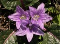MandragoraAutumnalis01.jpg