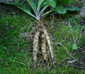 MandragoraAutumnalis03.jpg