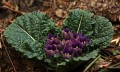 MandragoraAutumnalis04.jpg