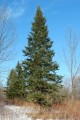 Abiesbalsamea04.jpg