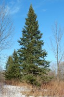 Abies Balsamea 