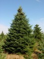 Abiesbalsamea02.jpg