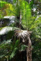 Oncosperma Horridum