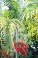 Carpentaria Acuminata
