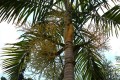 CarpentariaAcuminata03.jpg