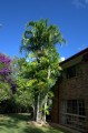 CarpentariaAcuminata04.jpg