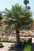 Copernicia Alba 
