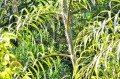 PlectocomiaElongata01.jpg