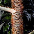 PlectocomiaElongata03.jpg