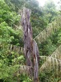 PlectocomiaElongata04.jpg